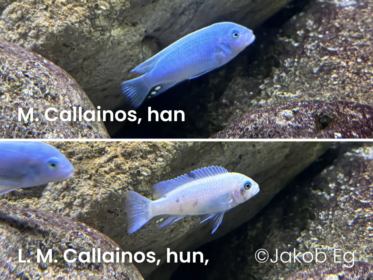 Billede 7 - Malawicichlider: Yngel af mange forskellige arter