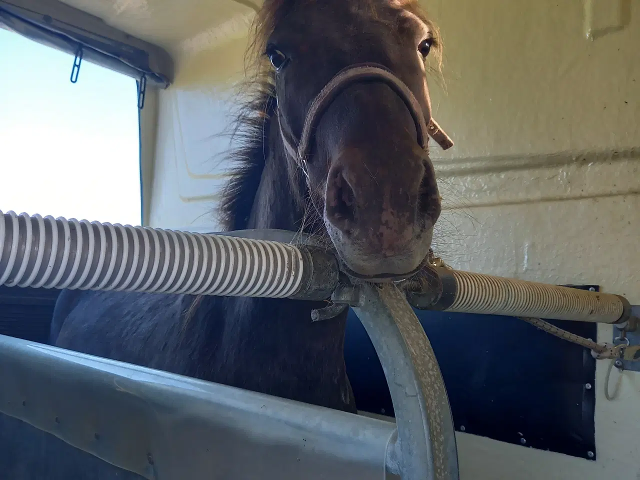 Billede 4 - Fin stor 3'er pony 