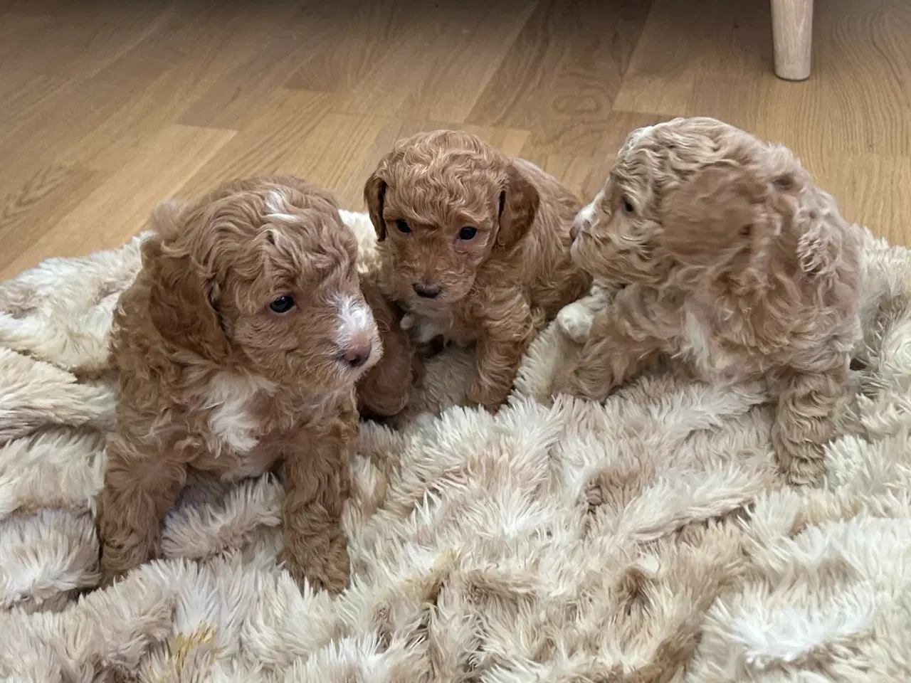 Billede 4 - Energivenlige fælder ikke dværgpuddel hundehvalpe