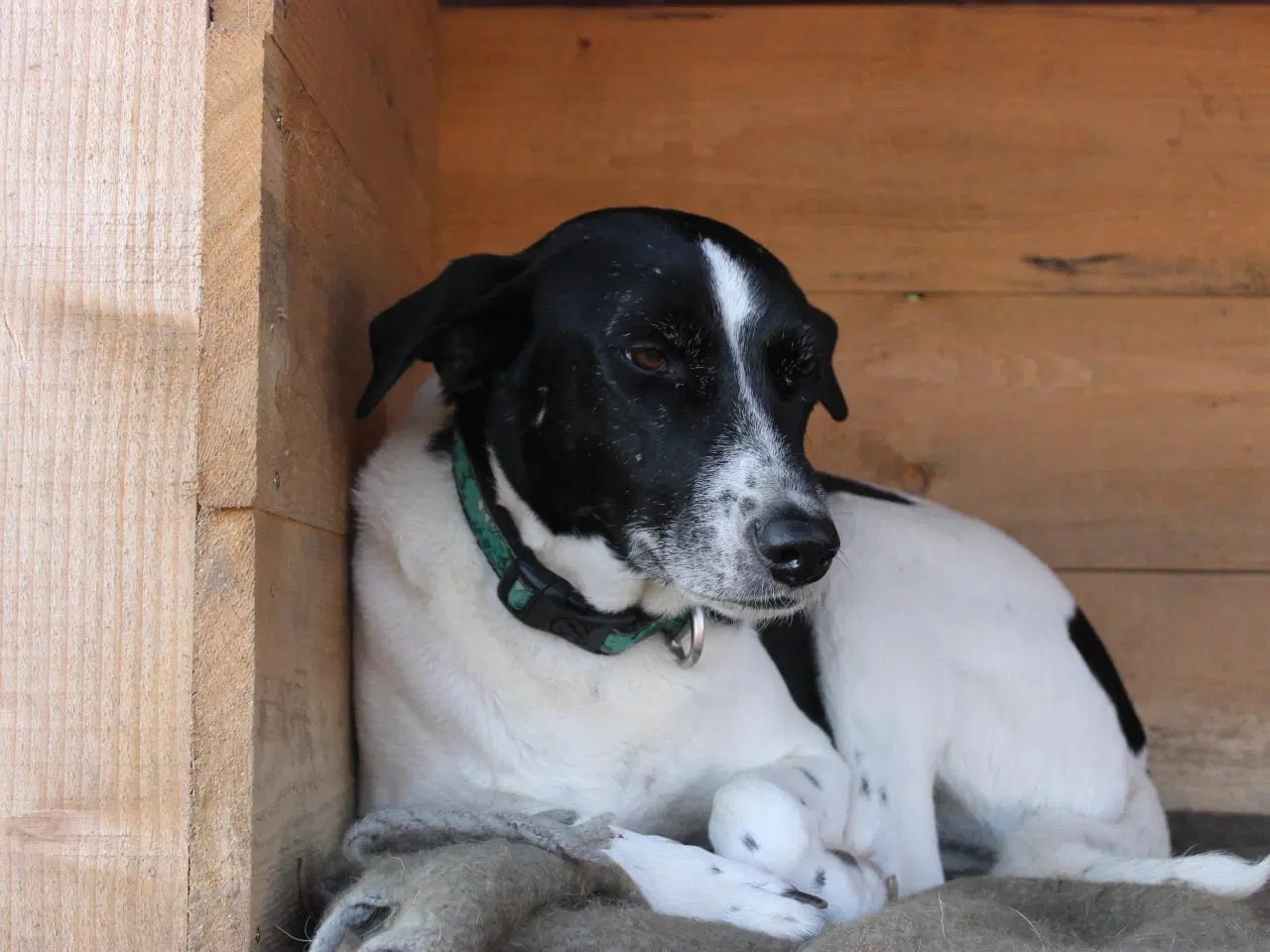 Billede 14 - Wilma søger familie! 🩷