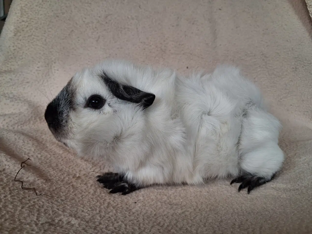 Billede 2 - Han marsvin fra registreret opdrætter 