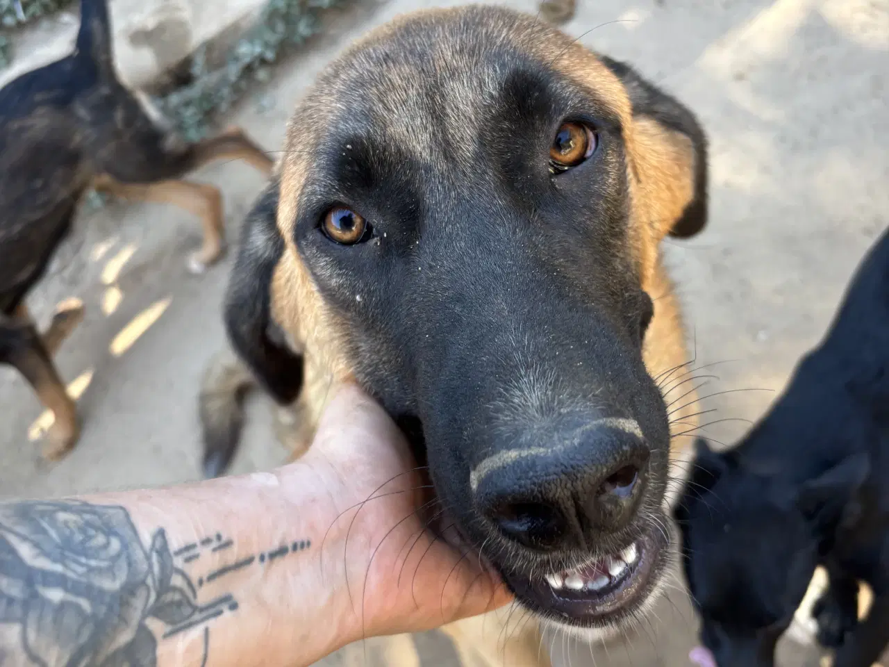 Billede 15 - Toby søger familie! 🩵