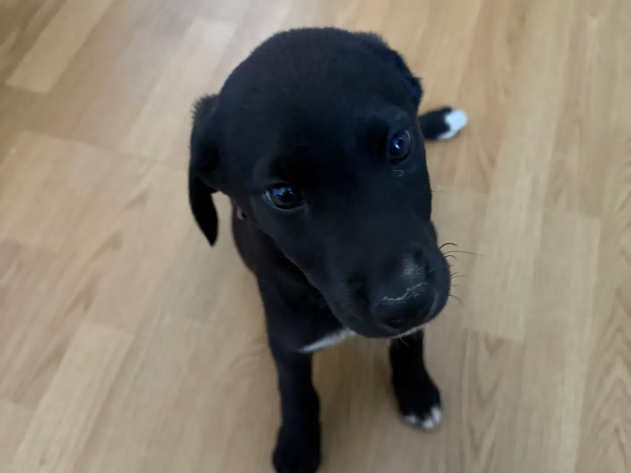 Billede 2 - Hund