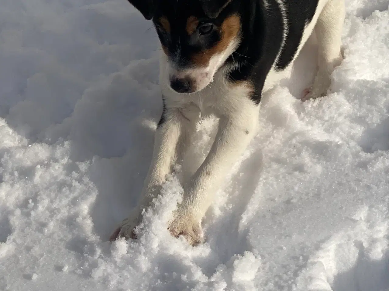 Billede 4 - Dansksvensk gårdhund til salg