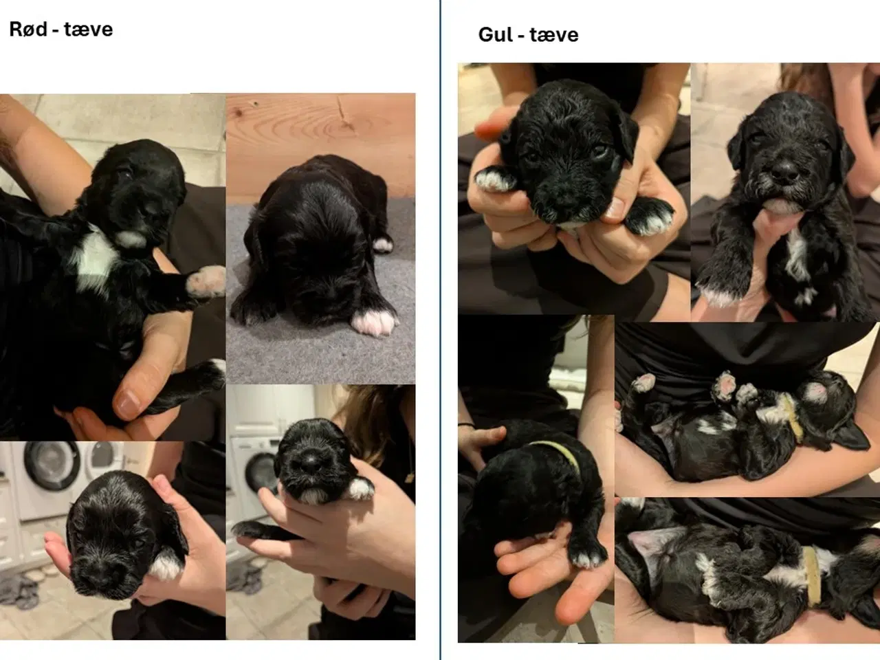 Billede 10 - Springer Doodle hvalpe