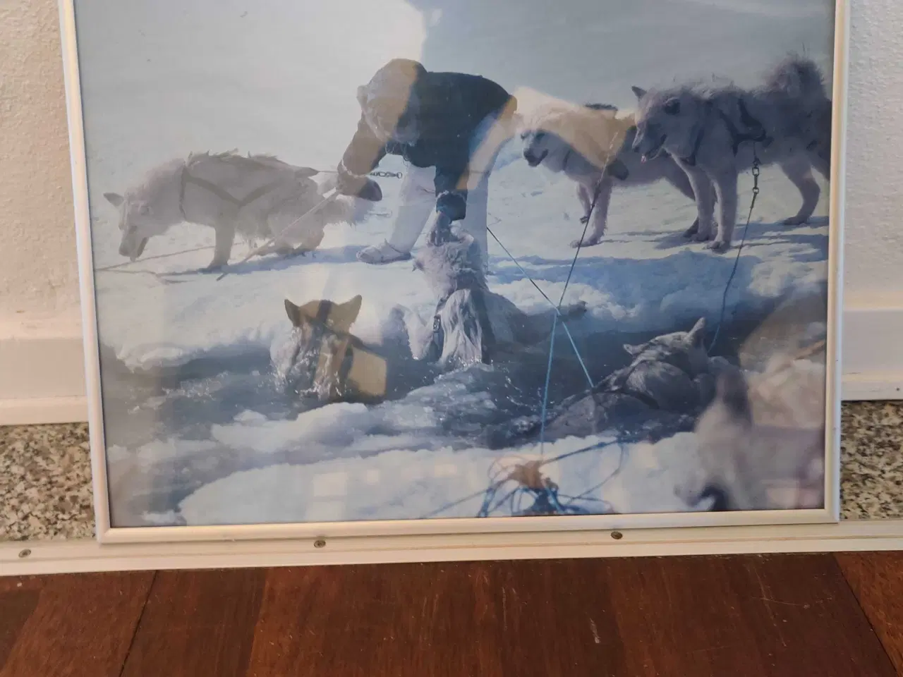 Billede 1 - Billeder af isbjerge landskab og et med slædehunde