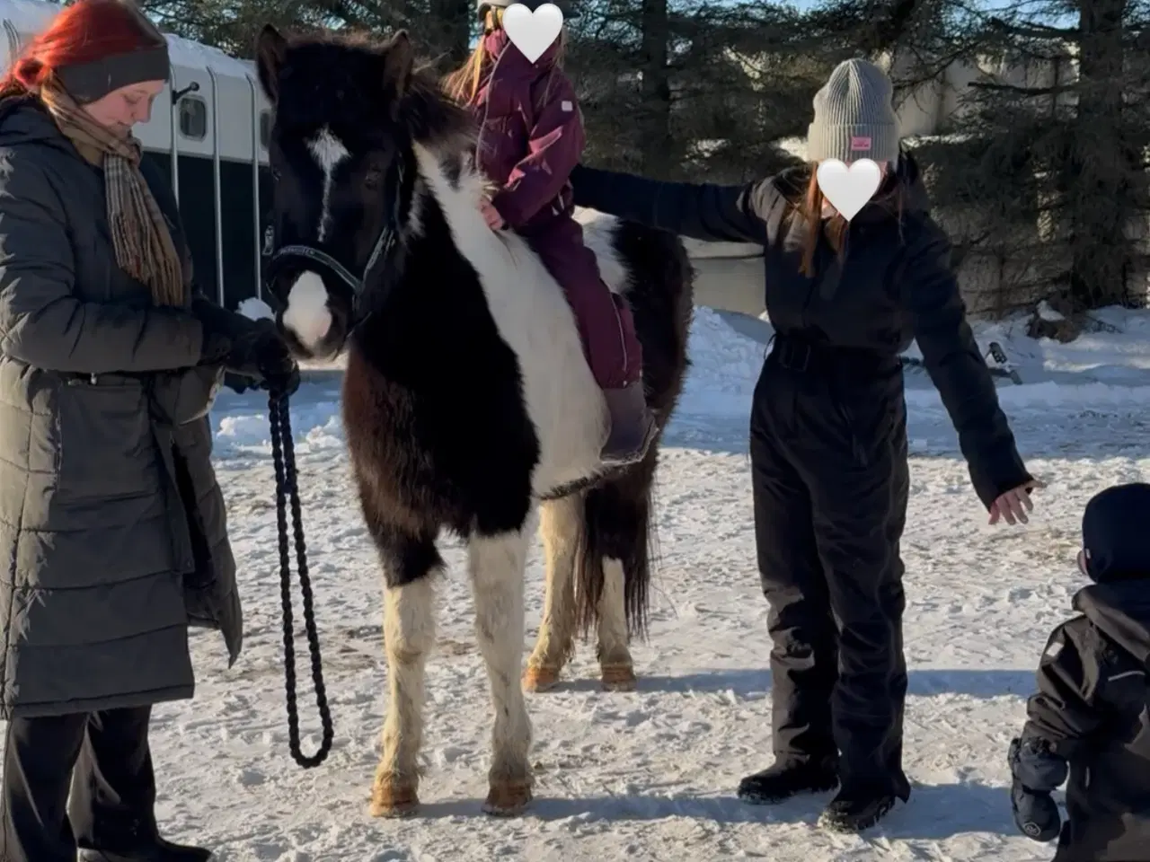 Billede 2 - Smuk islænder unghoppe sælges