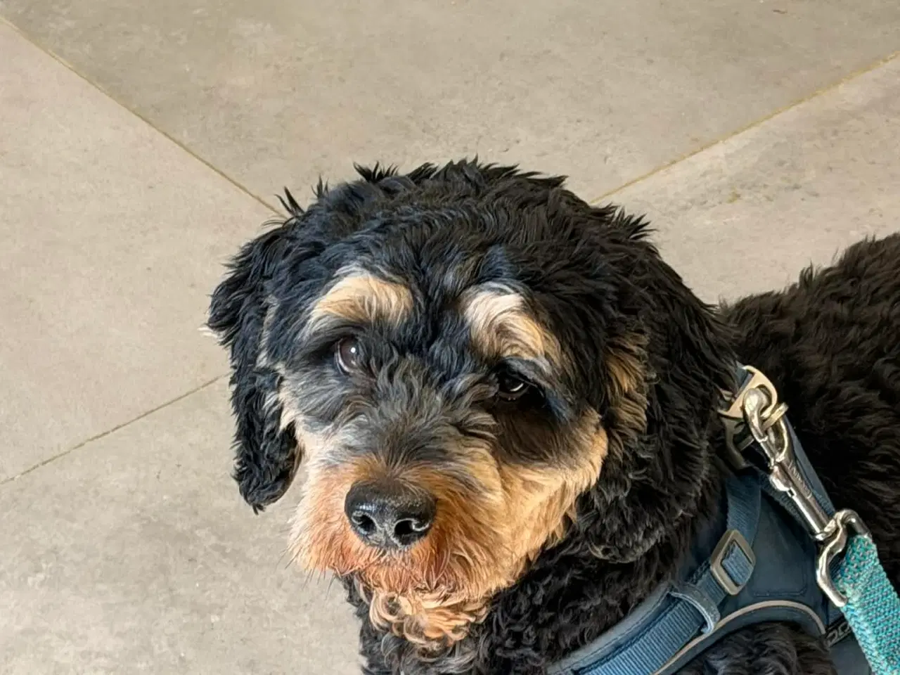 Billede 1 - 🐾 Søde Balder søger sit helt rette hjem 🐾