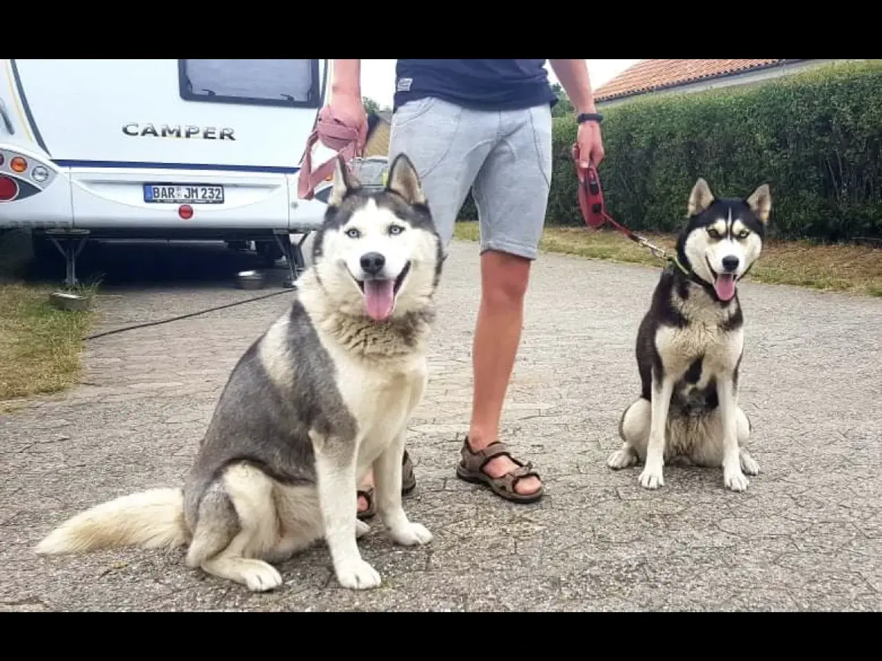 Billede 4 - Parring tilbydes - Siberian husky 