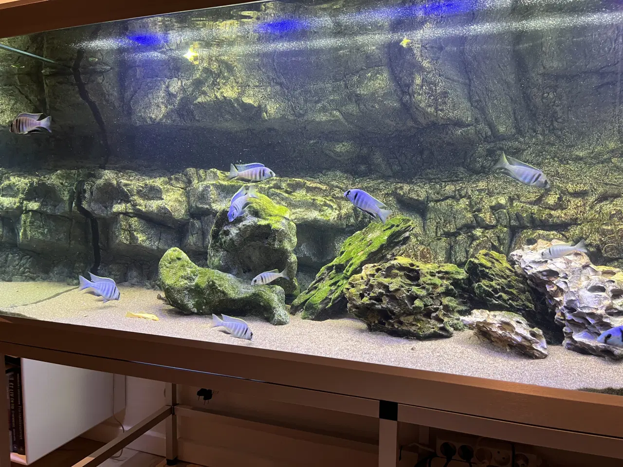 Billede 3 - 16 flotte Malawi ciclider