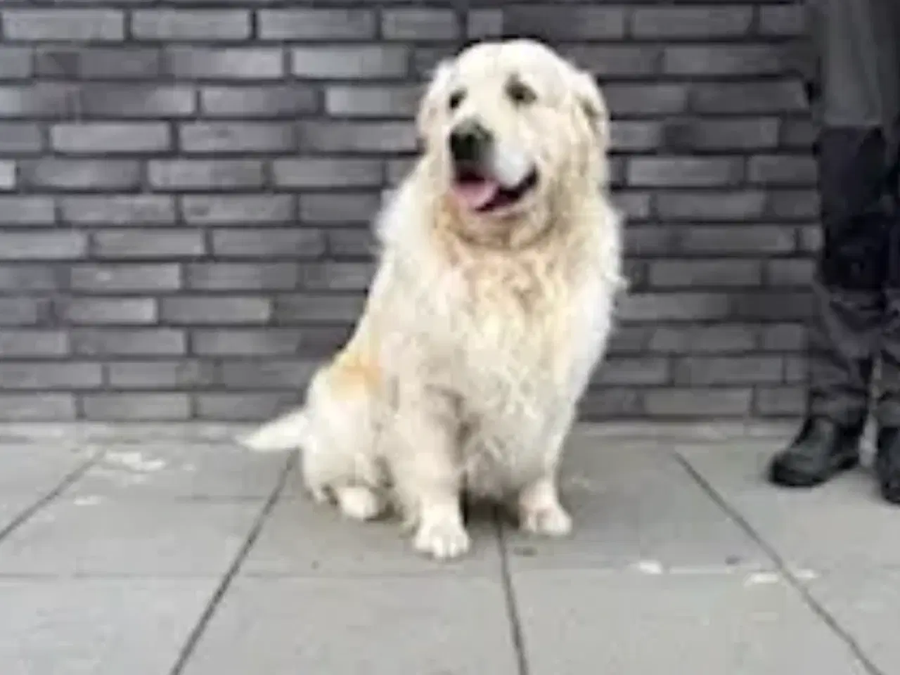 Billede 2 - Golden retriver hvalpe 