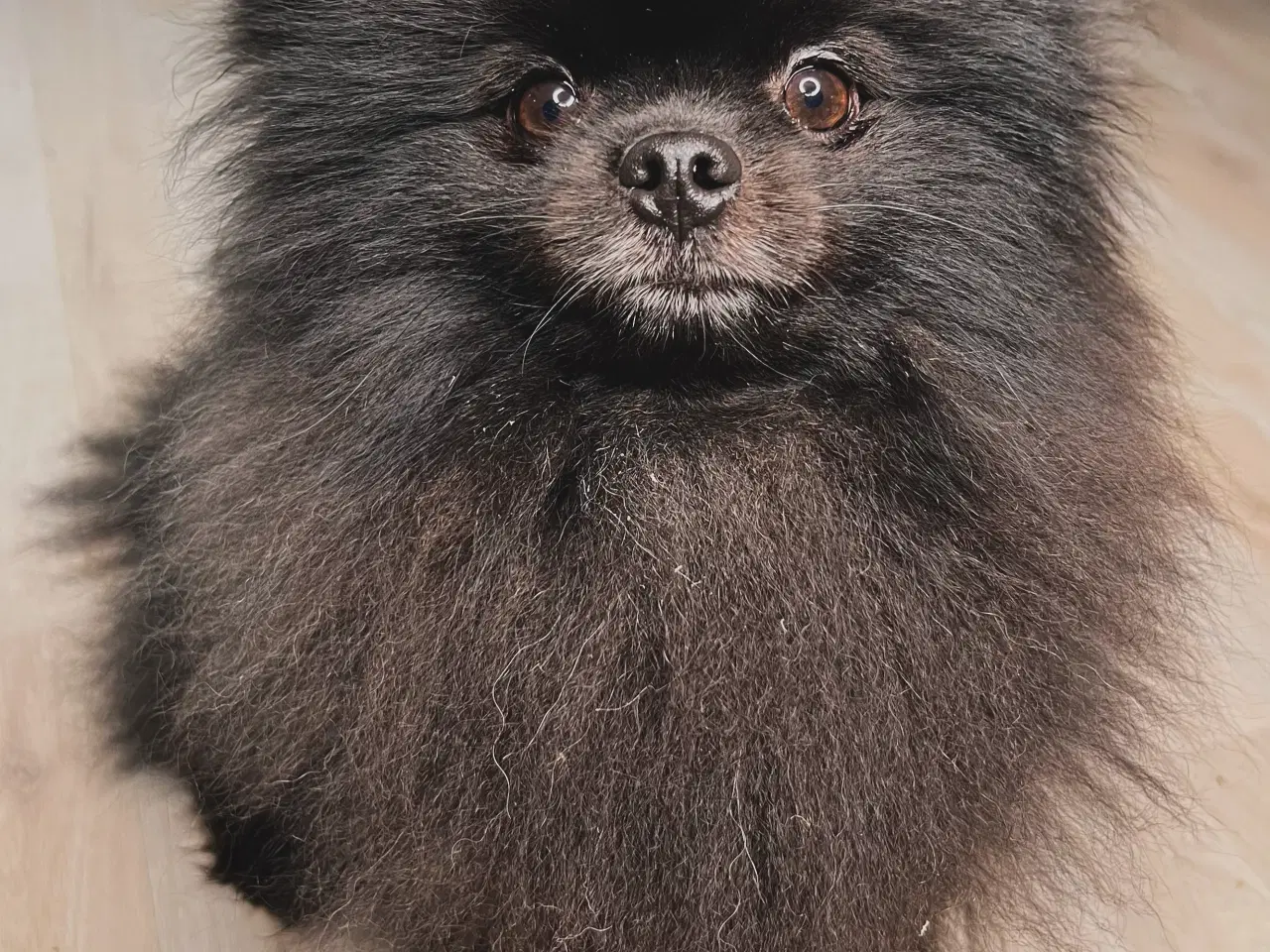 Billede 6 - Pomeranian han 