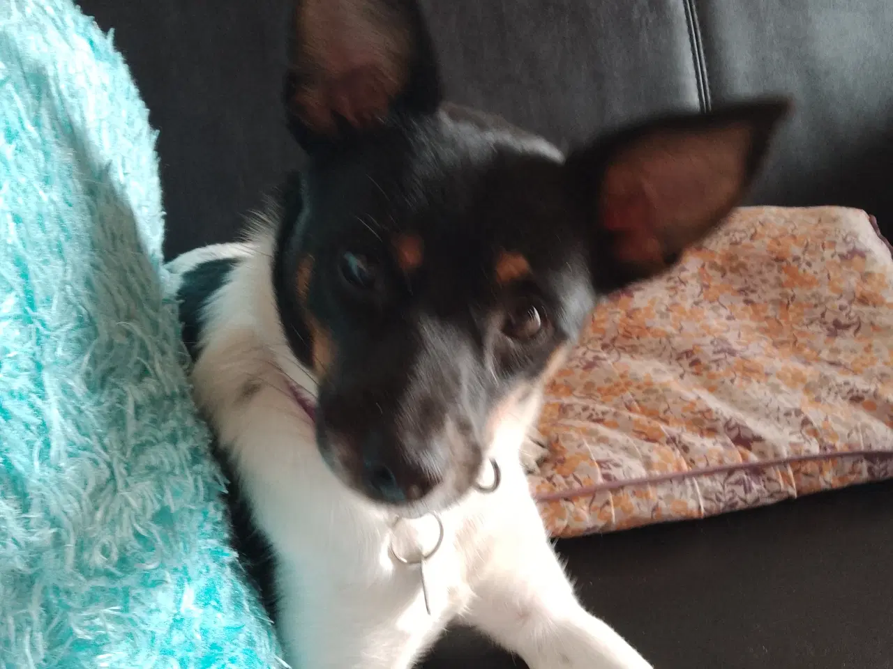 Billede 5 - Blandings hund 