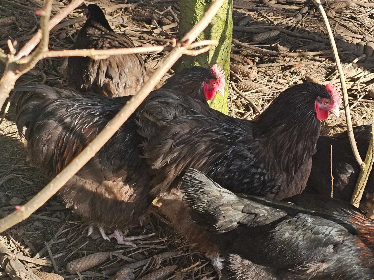 Billede 9 - 2 Chokolade orpington haner 