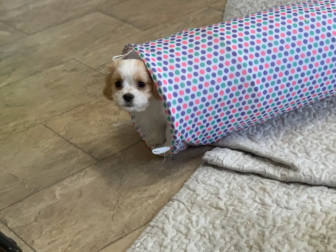 Billede 8 - Bichon / cavalier babyer 