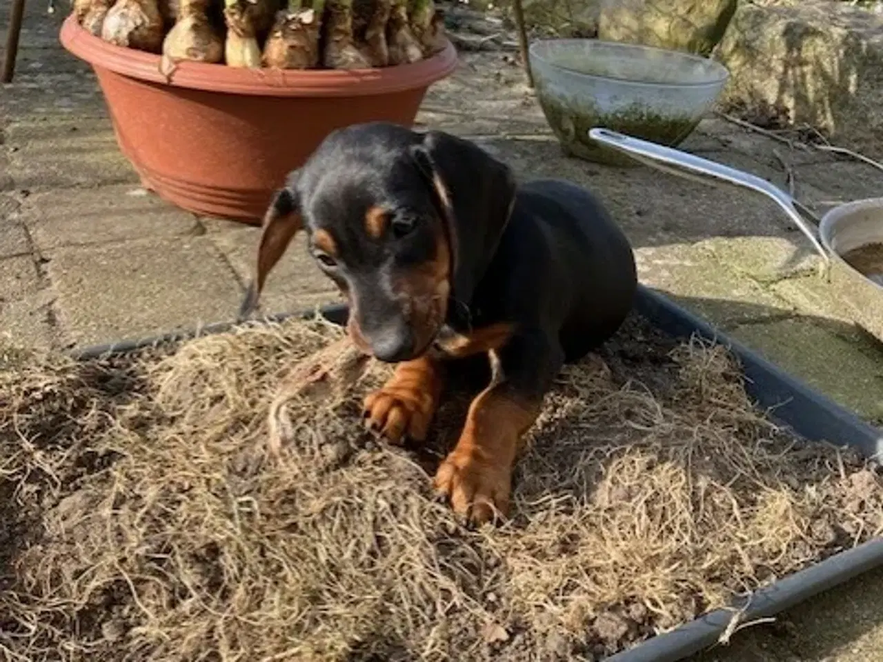 Billede 1 - Korthåret sort gravhundehvalp, hanhund