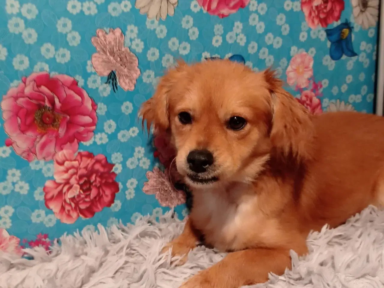 Billede 5 - Carlo - Aktiv glad dreng