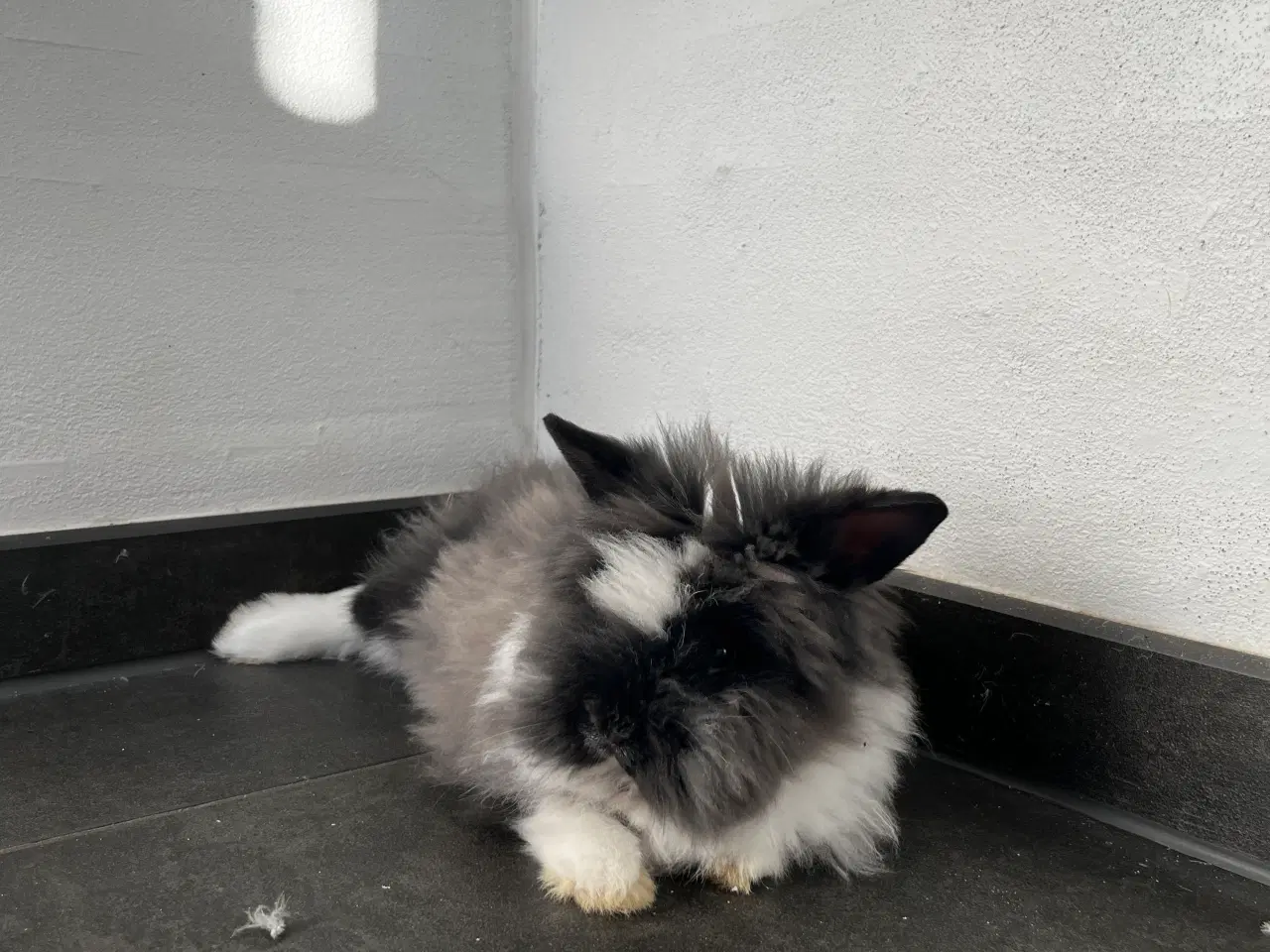 Billede 3 - Lion-lop Han Kanin