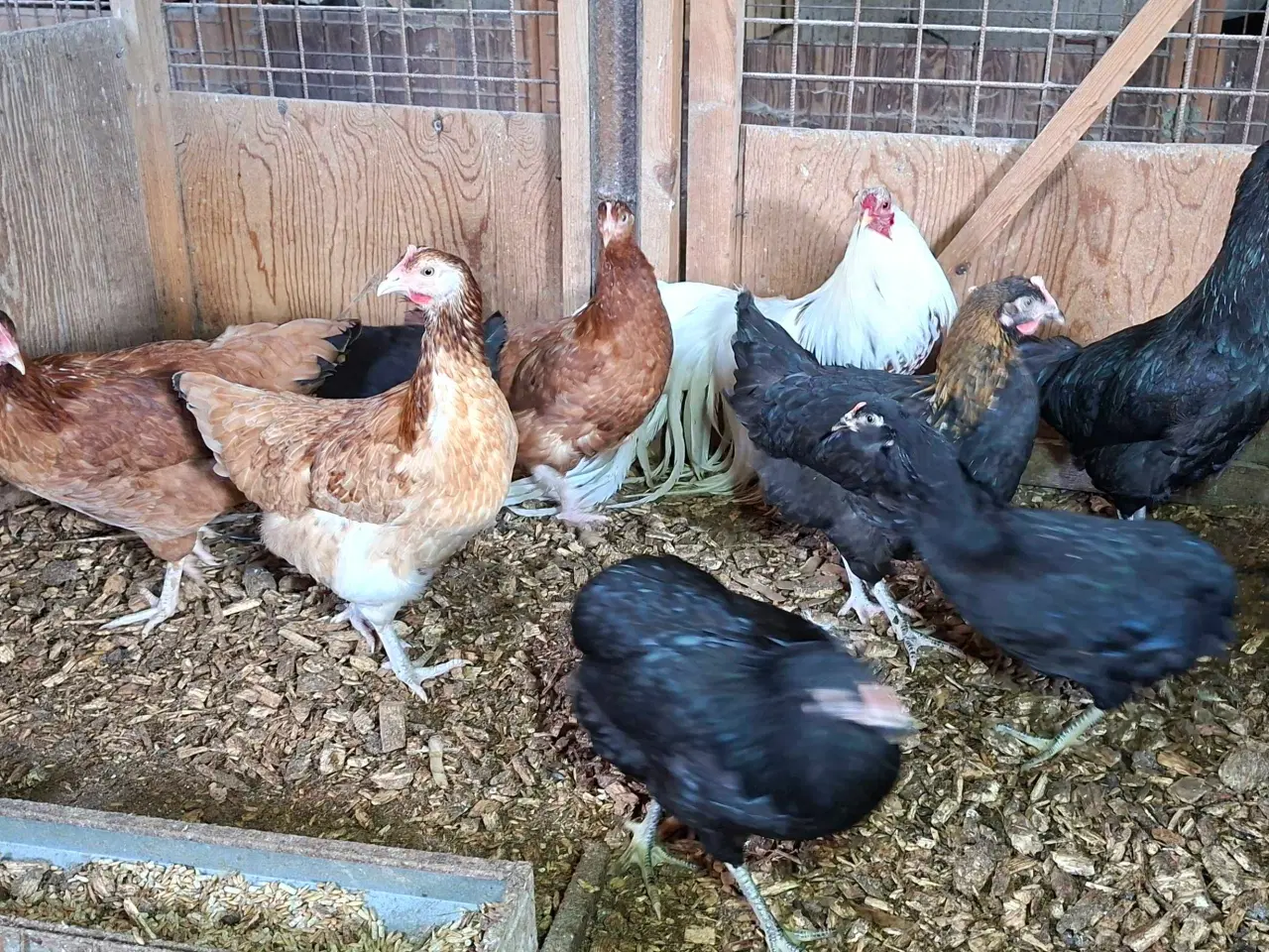 Billede 6 - Høns