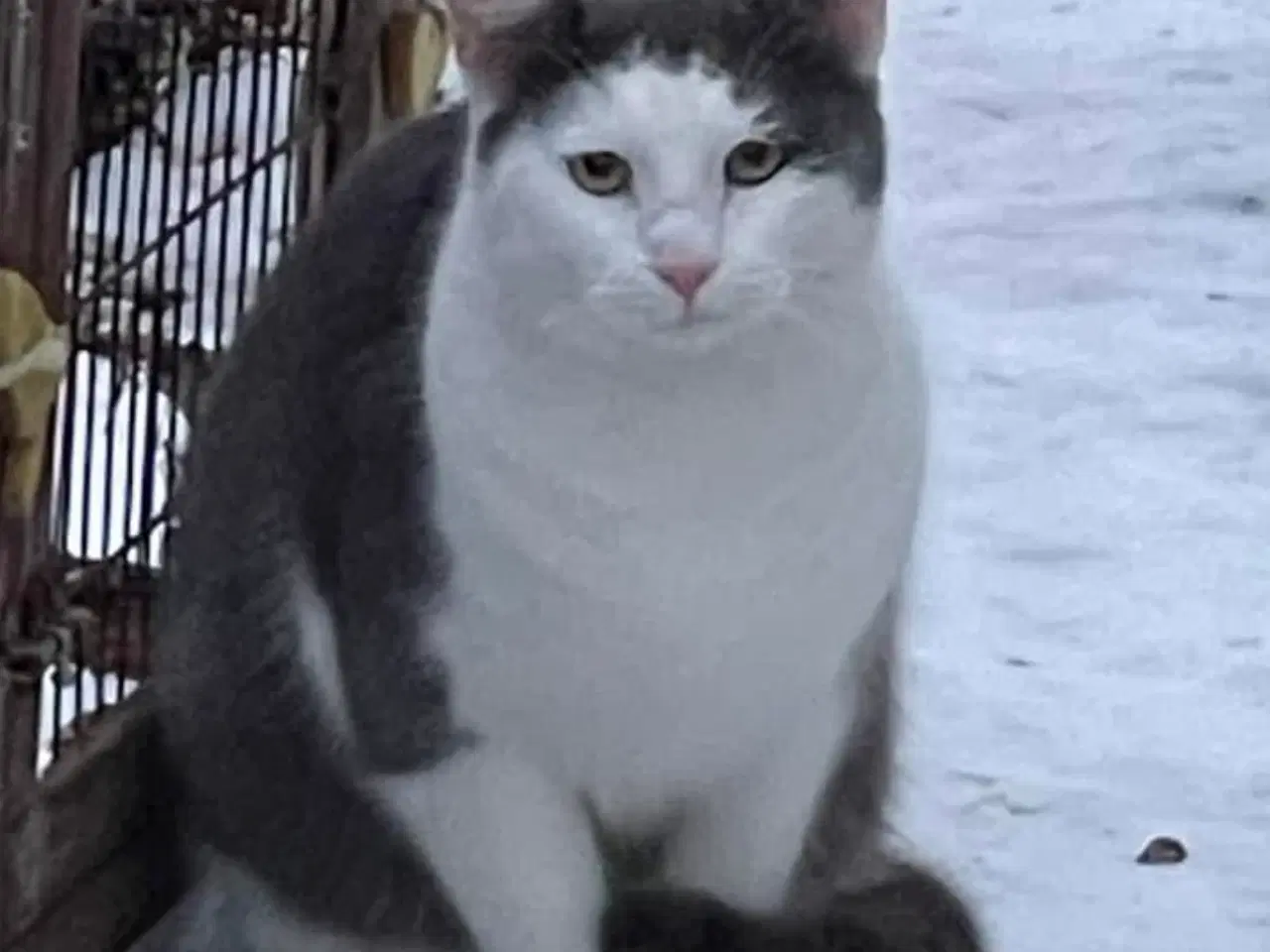 Billede 11 - Maine Coon blandings hankilling sælges 