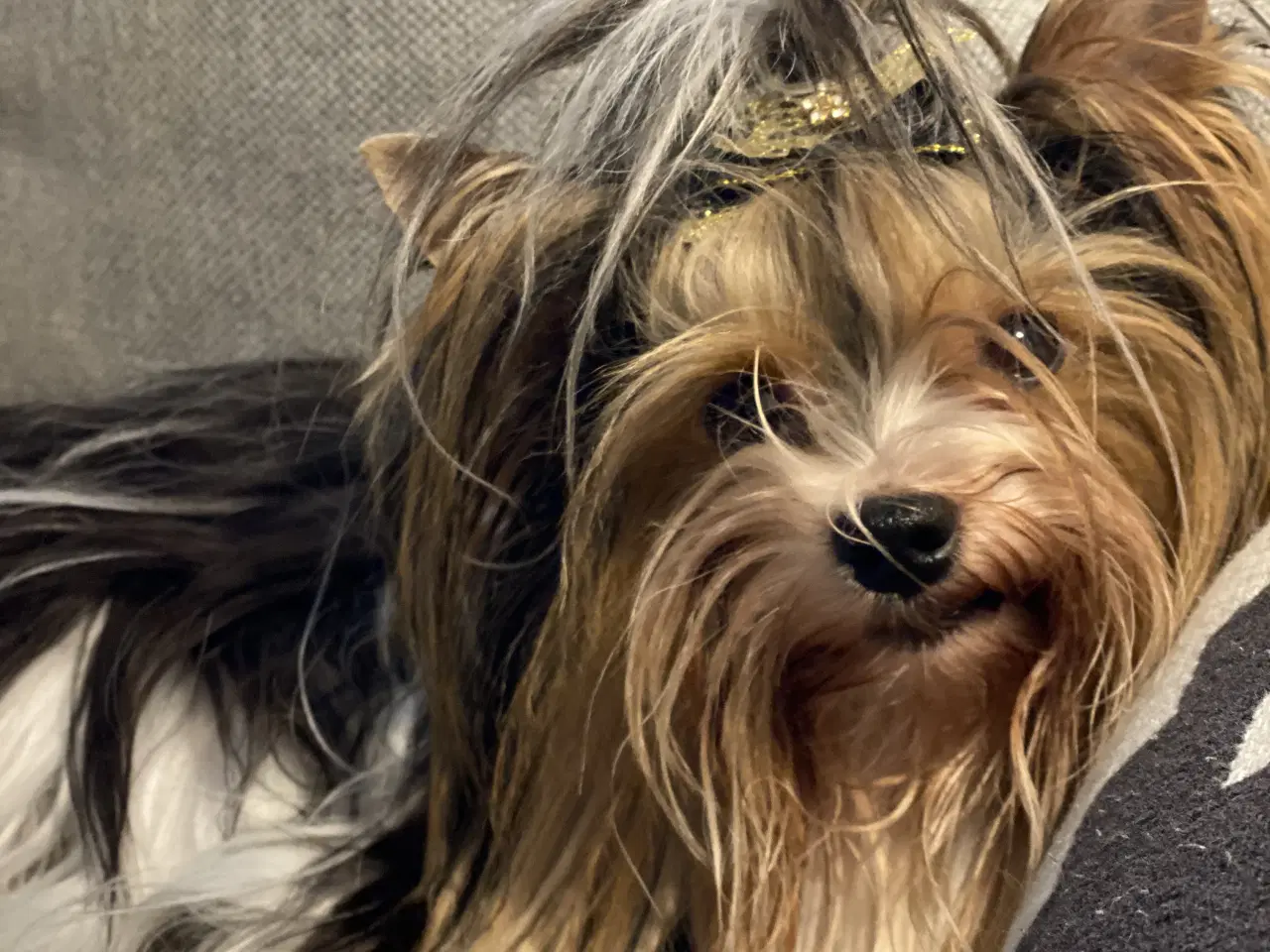 Billede 3 - Biewer til kærligt hjem - gerne pensionister