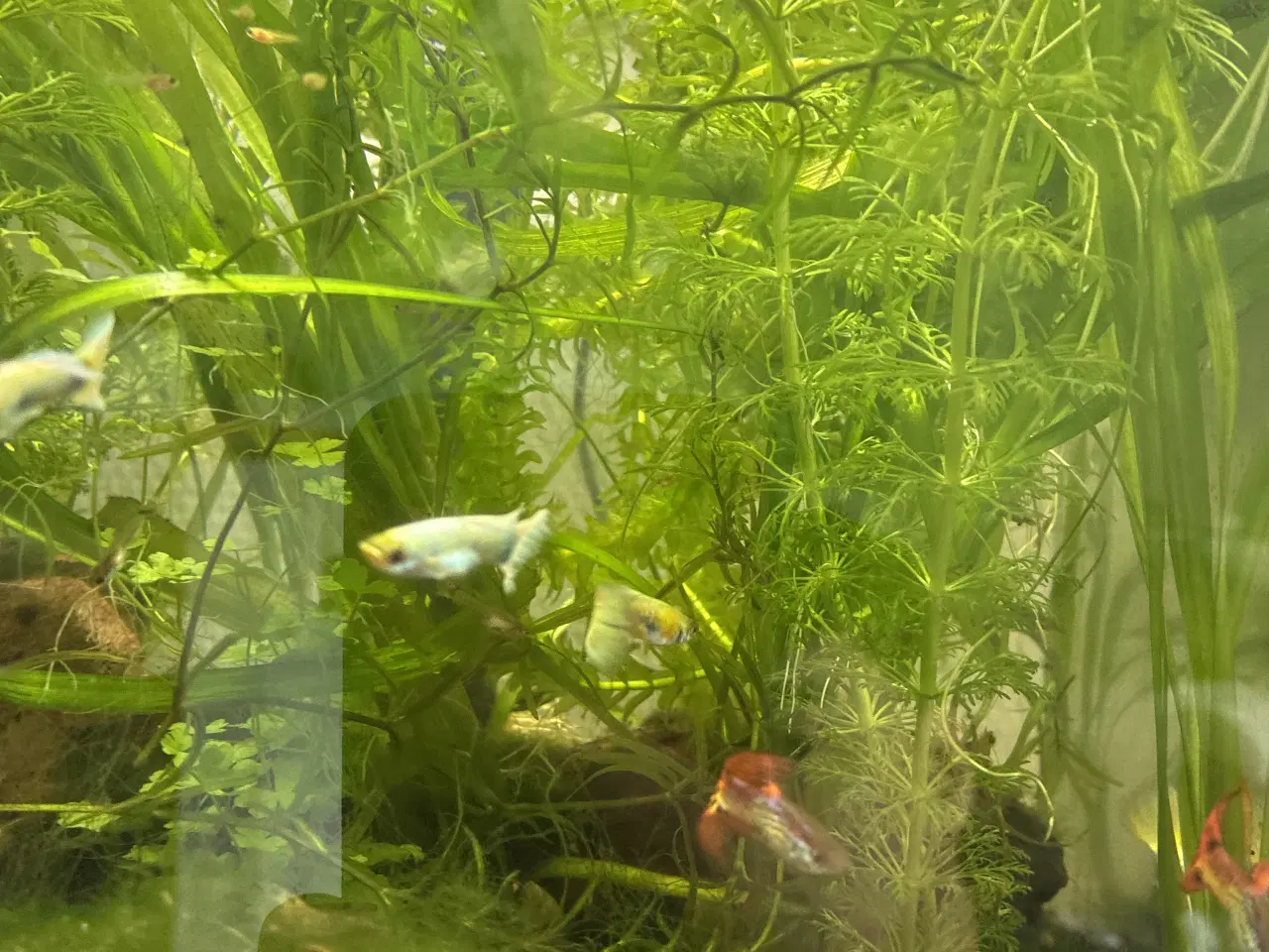 Billede 3 - đ Farverige Guppyer til Salg â Klar til Nyt Akvar