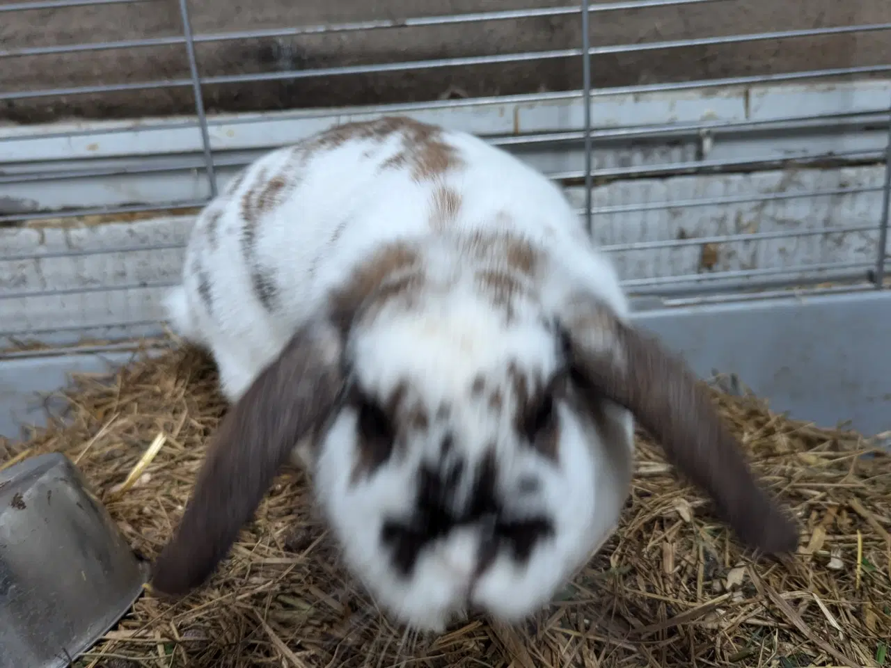 Billede 3 - Minilop hun