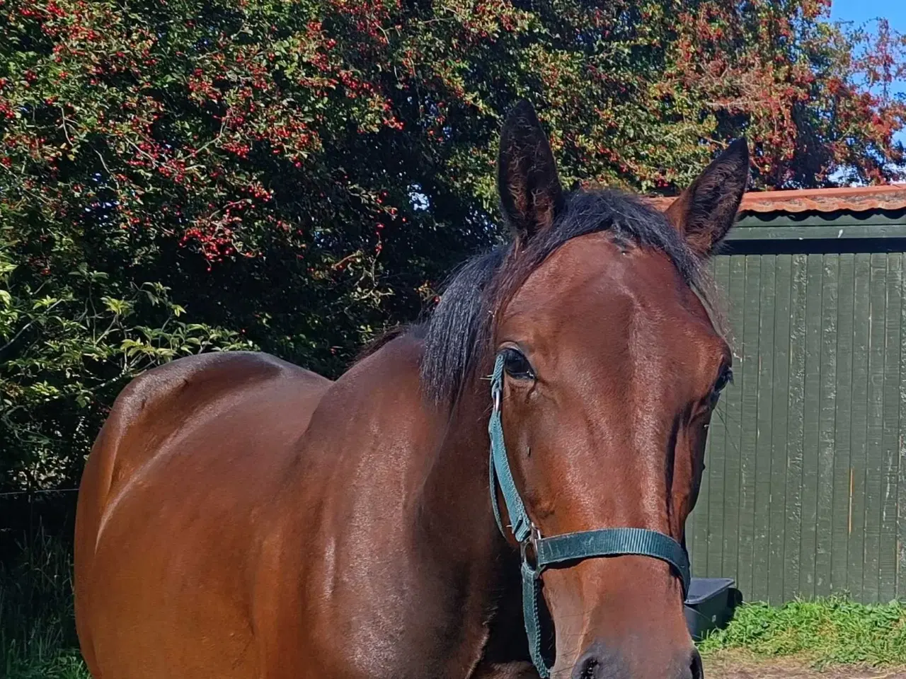 Billede 2 - Vallak 2,5 år