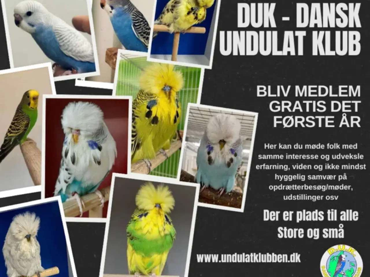 Billede 10 - Dansk Undulat Klub