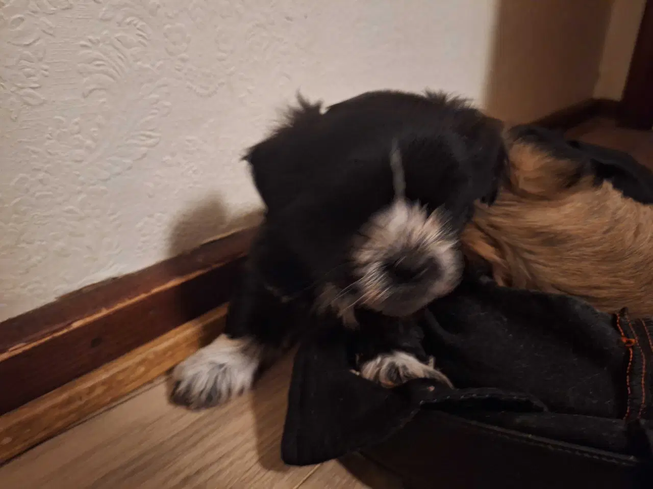 Billede 11 - Lhasa apso / malteser