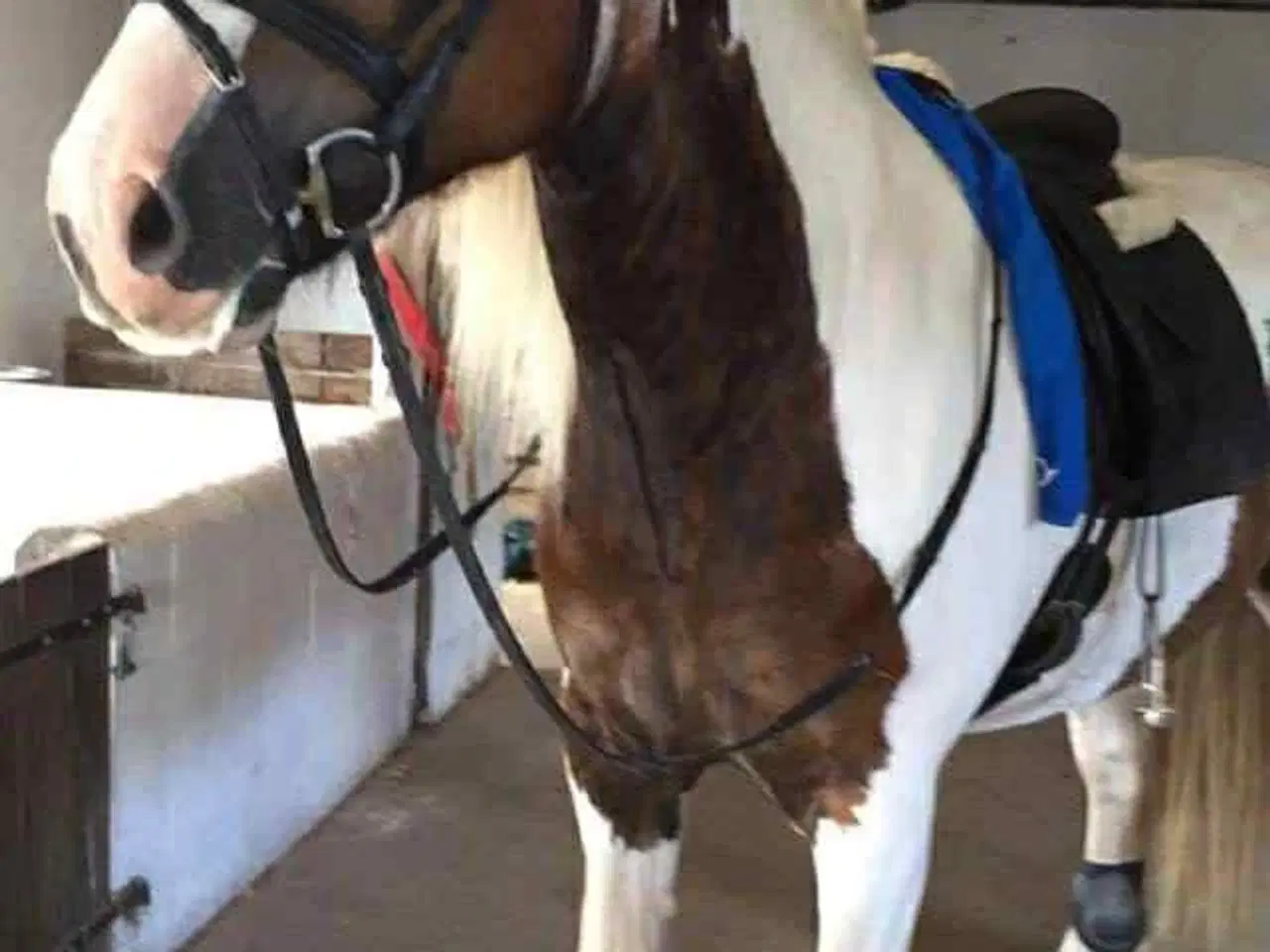 Billede 3 - Tinker vallak på 18 år Søger nyt og kærligt hjem.