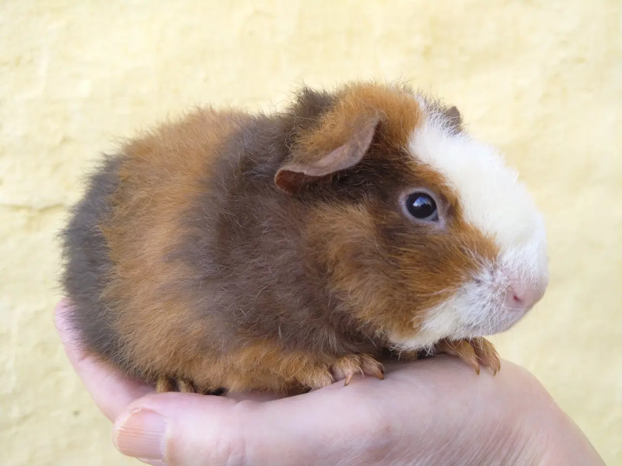 Billede 1 - 2 Teddy unger, halvbrødre 