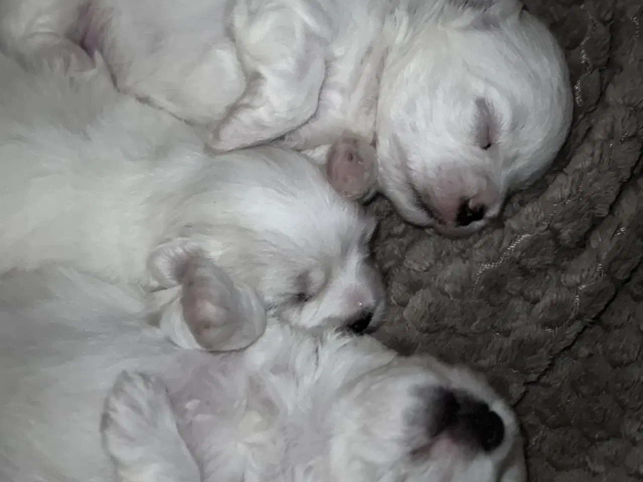 Billede 3 - Malteser/Coton hvalpe 21 dage d 3/3