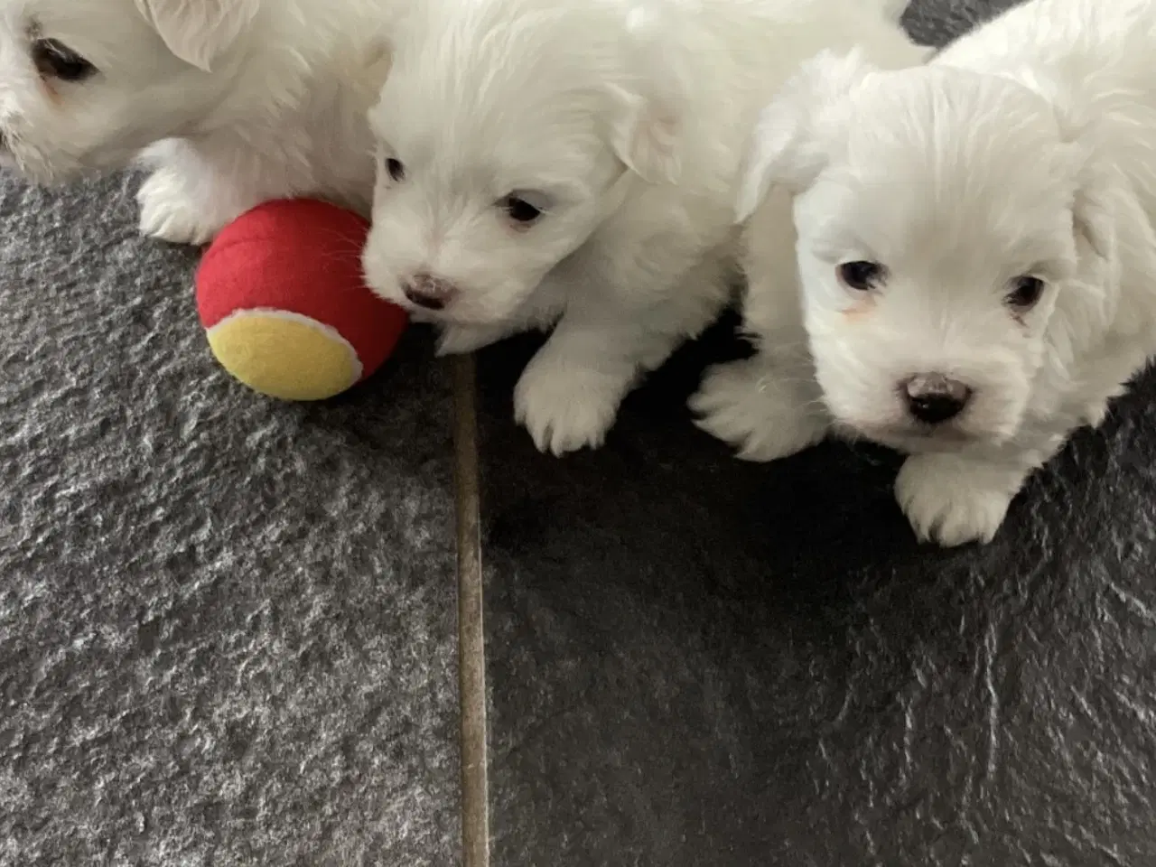 Billede 3 - Bomuldshunde hvalpe til salg 5.uger