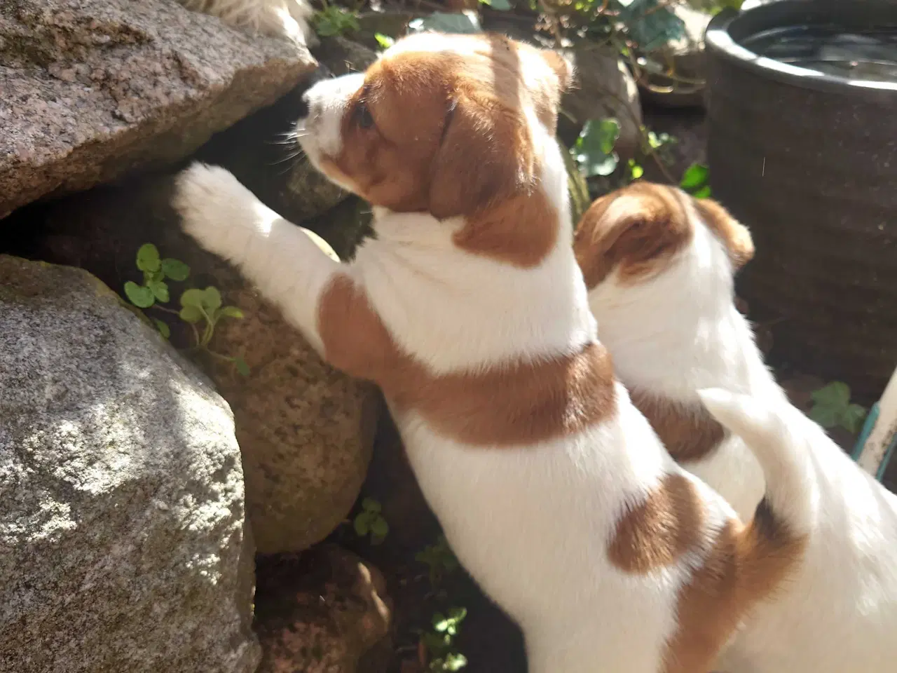 Billede 3 - Jack Russell hvalpe (lav benet type)