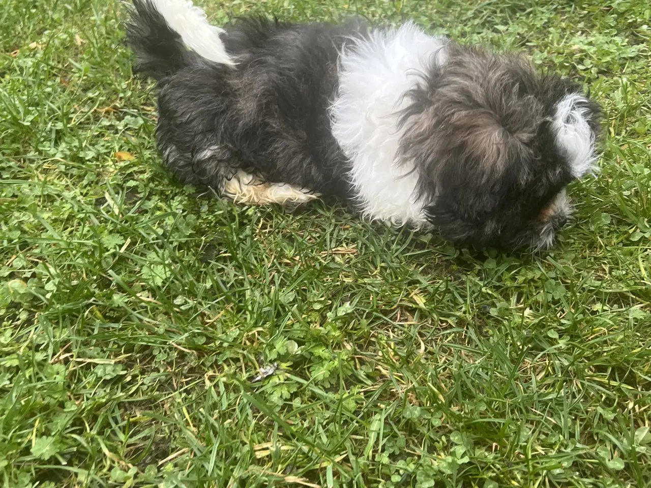 Billede 7 - Shih Tzu blandet race(sidste hvalpe