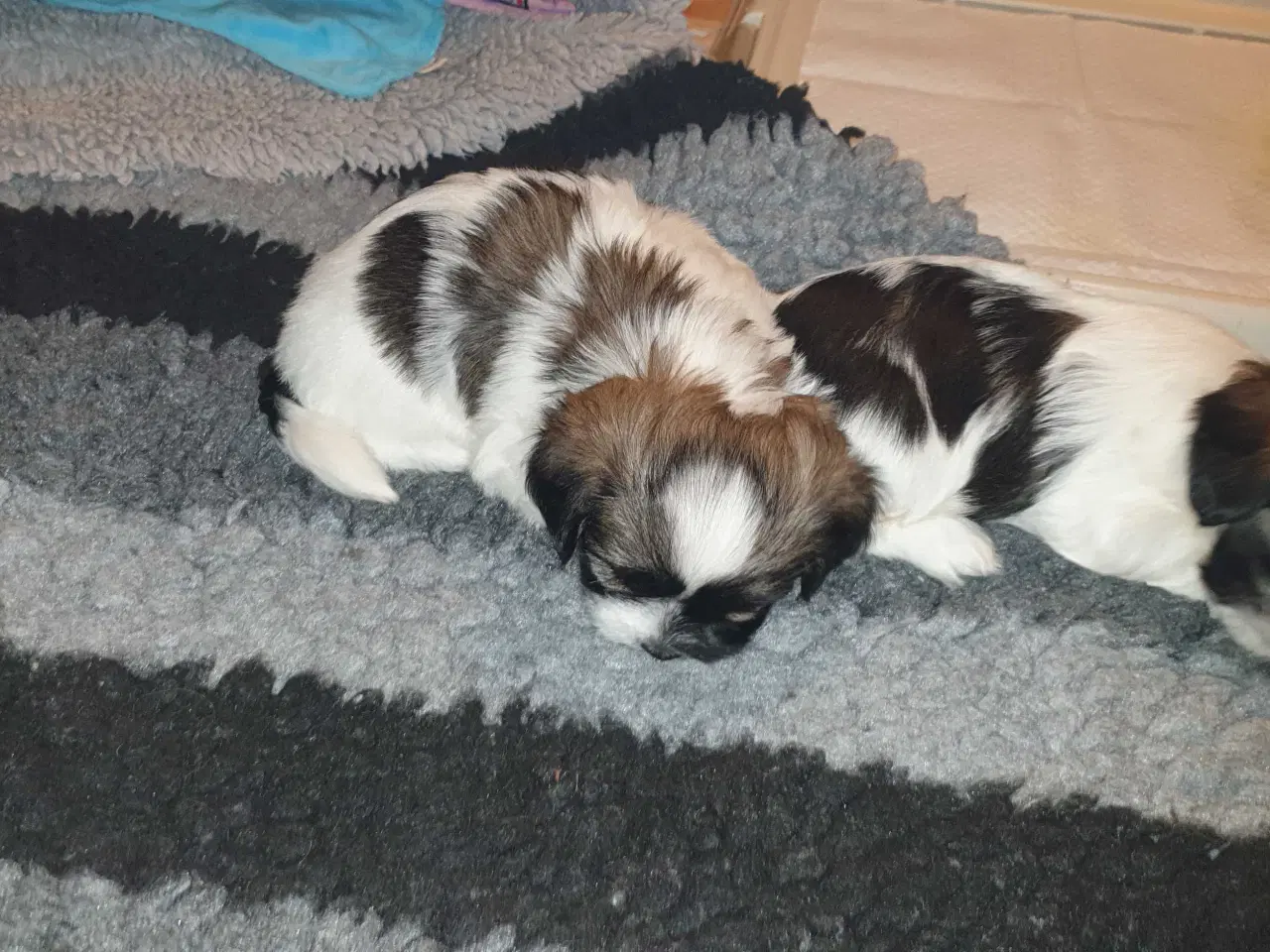 Billede 4 - Super lækre Lhasa Apso hvalpe 🐾💕