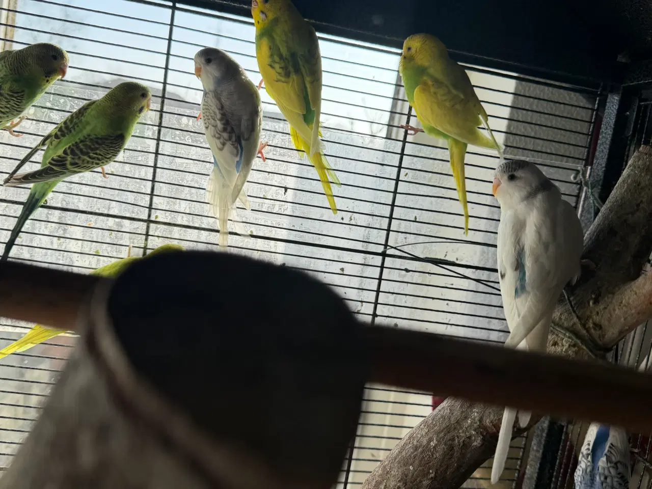 Billede 1 - Undulater unger sælges