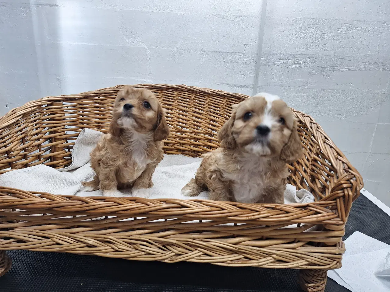 Billede 3 - Cavapoo hvalpe små