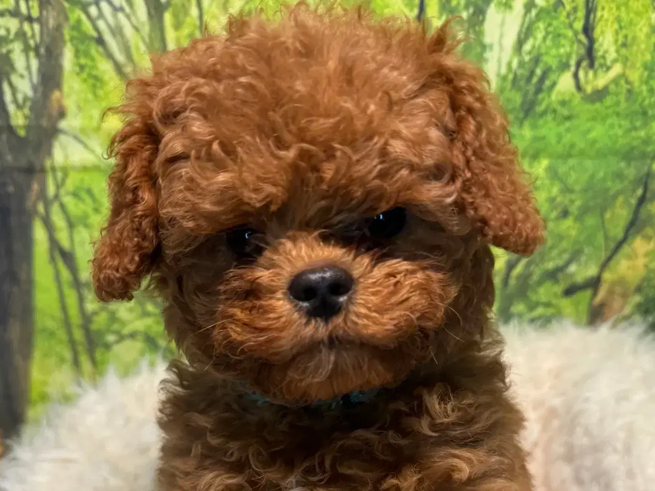 Billede 3 - Cavapoo Rejseklar kun 2 drenge tilbage