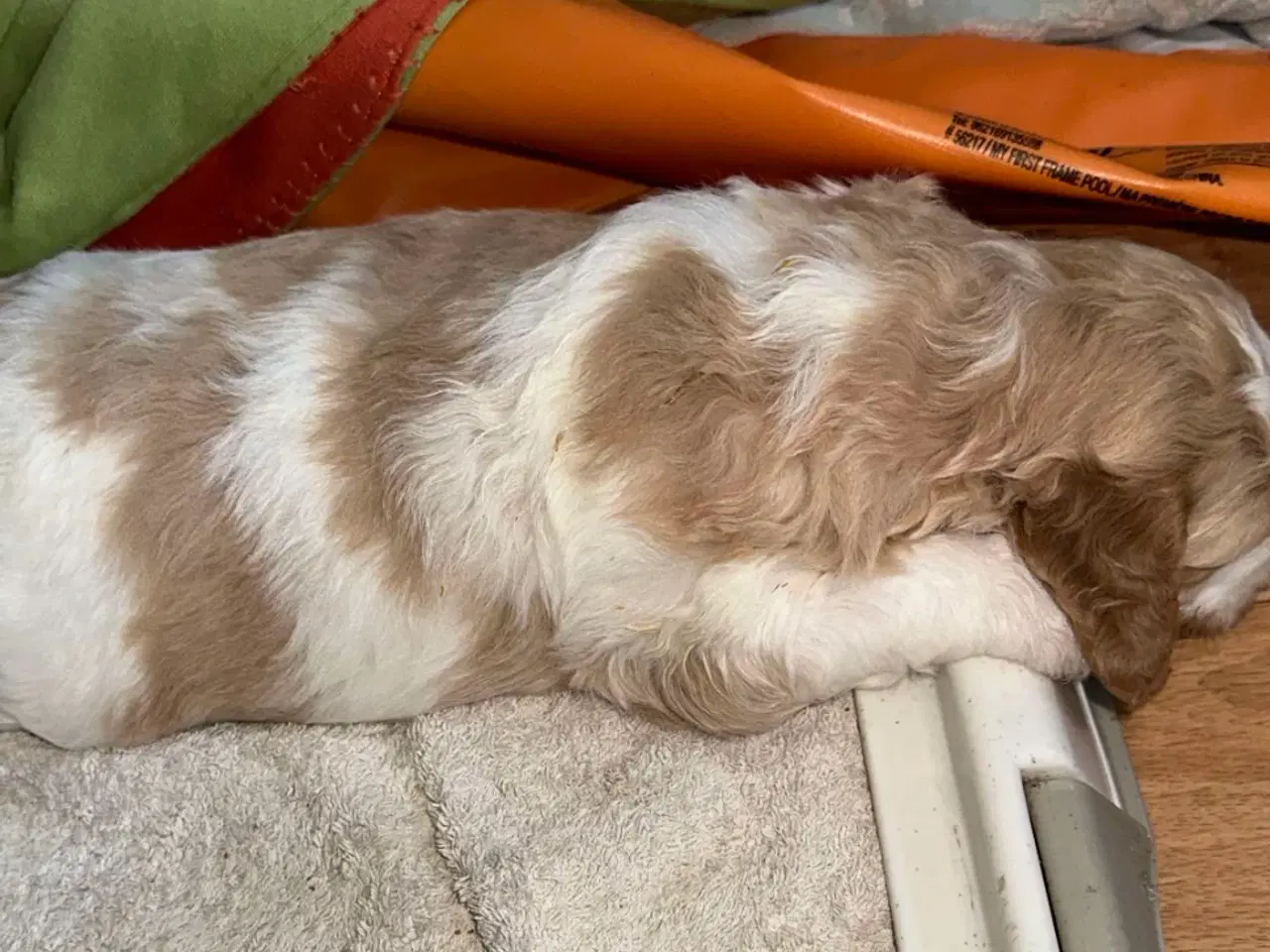 Billede 6 - Labradoodlehvalpe til sommer