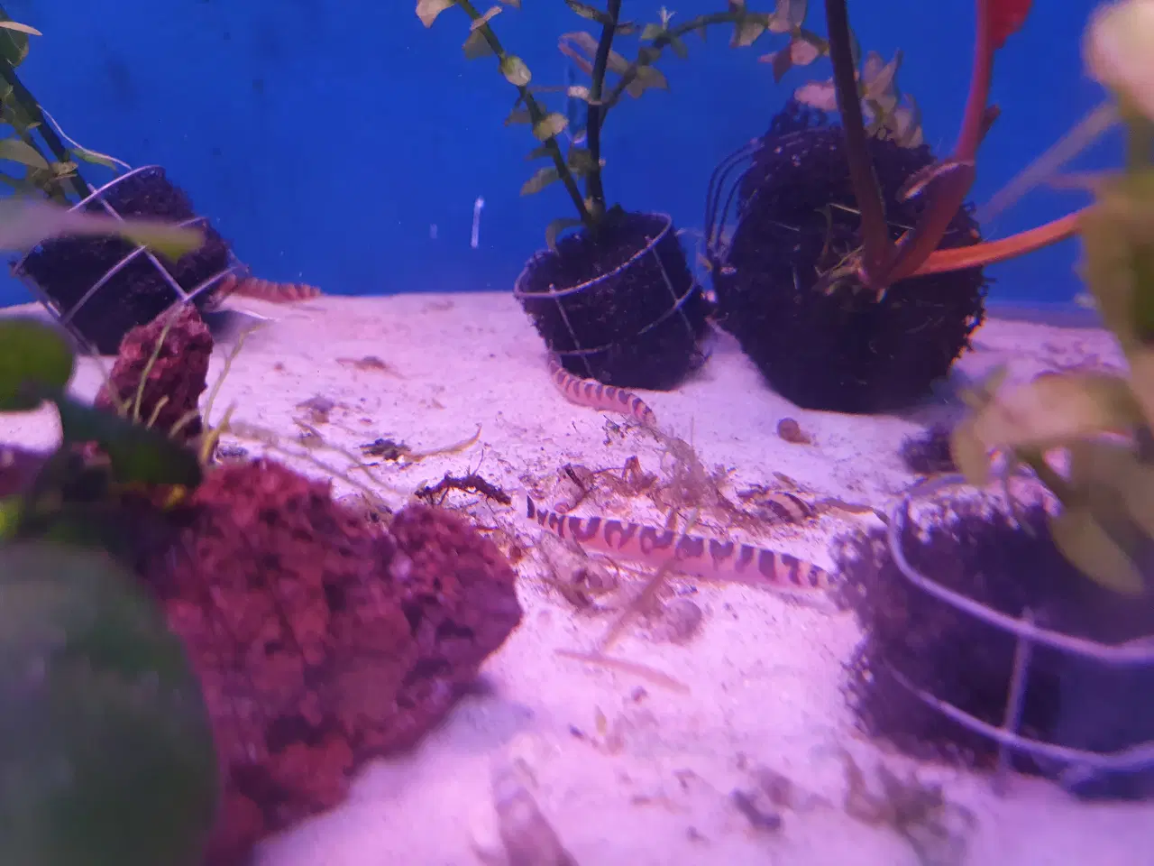 Billede 20 - KUHLI ÅL