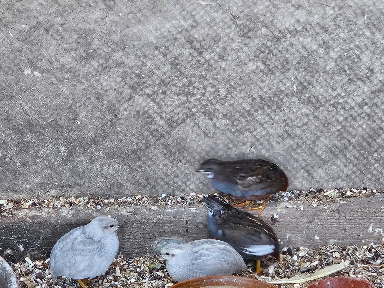 Billede 1 - Kinesisk Dværgvagtler