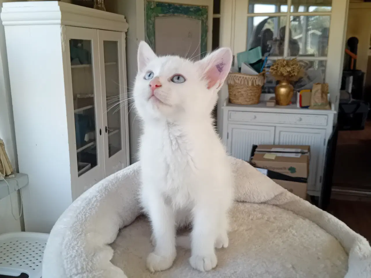 Billede 3 - Maincoon blanding