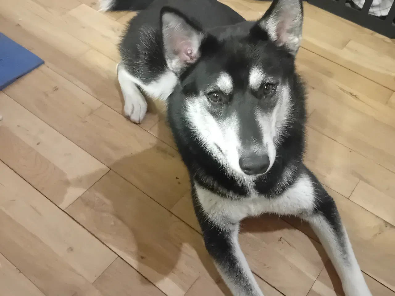 Billede 2 - Husky bla på 8 mrd... 