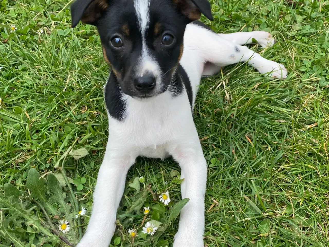 Billede 9 - Dansk-svensk gårdhund trefarvet
