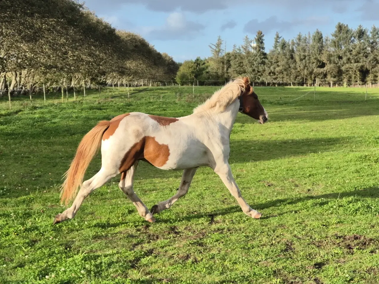 Billede 1 - Pinto hingst 2 år 