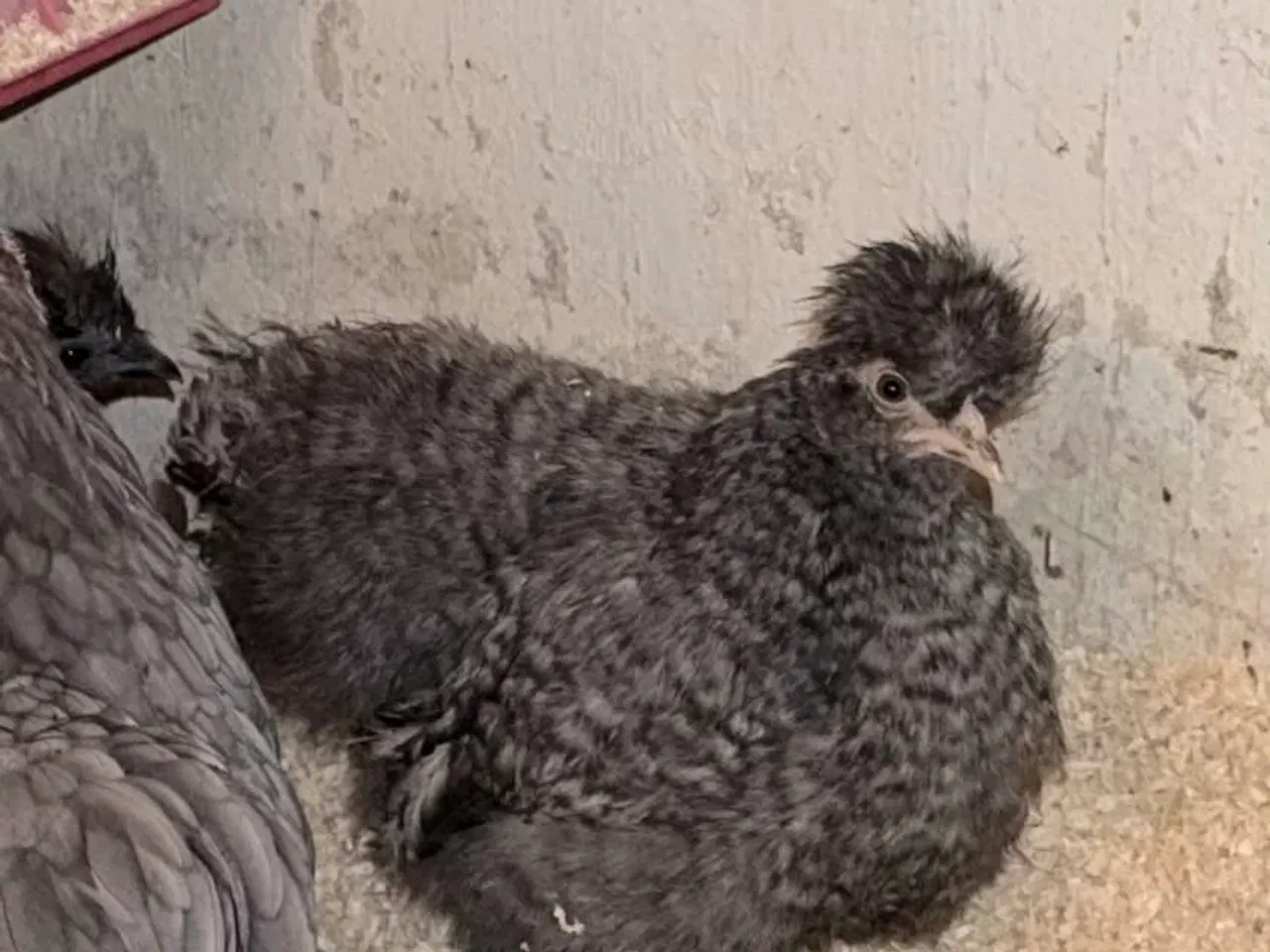 Billede 2 - Silker mellem- stor