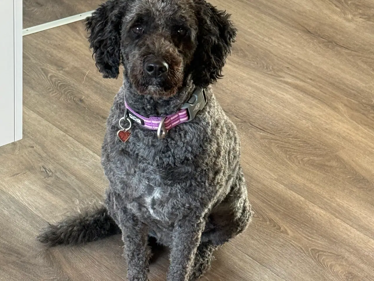 Billede 2 - Labradoodle hvalpe 