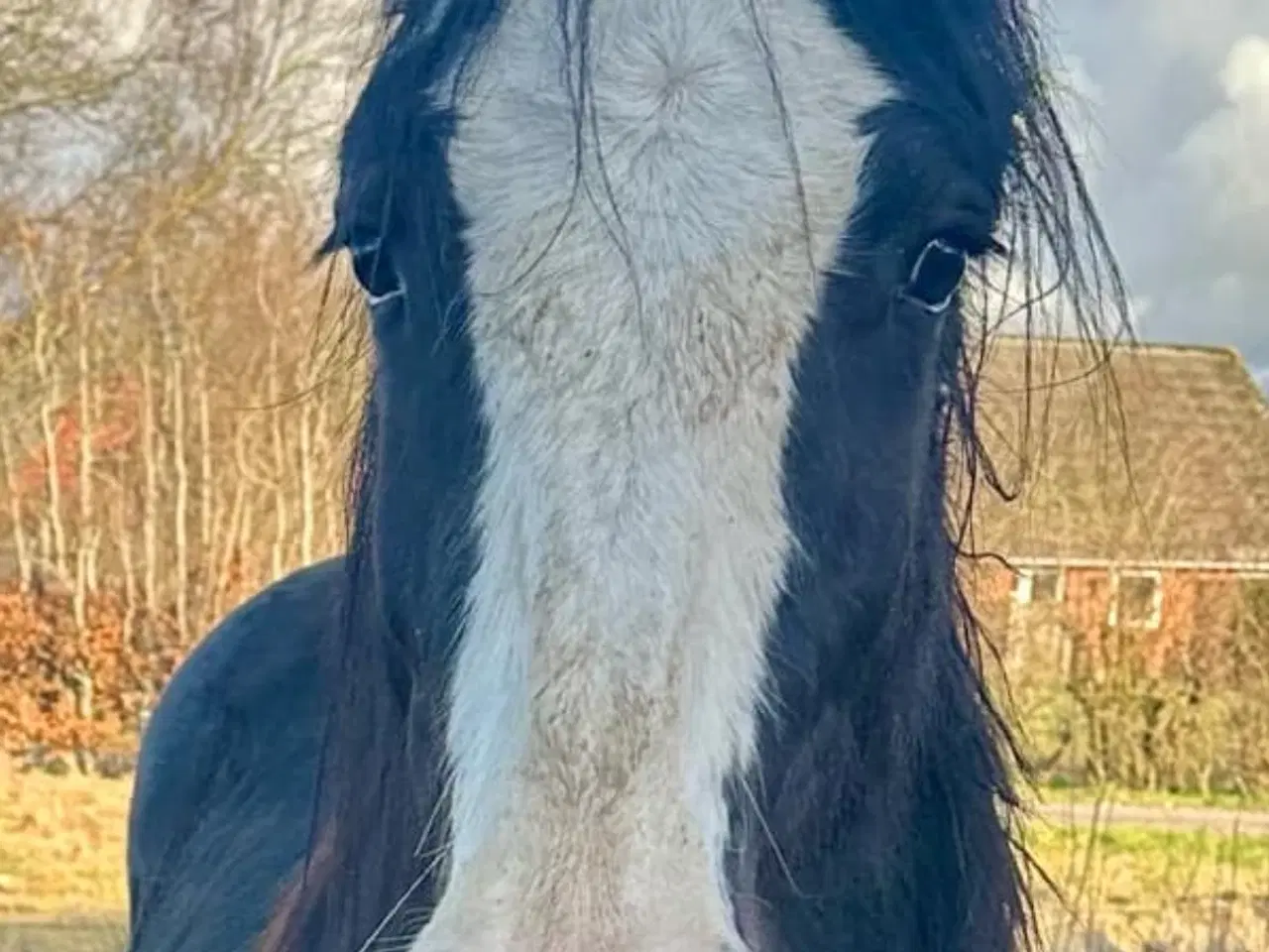 Billede 2 - Irish cob vallak 